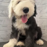 Fred  AKC, a male Old English Sheepdog for sale in Menifee, CA – Photo 4 of 9