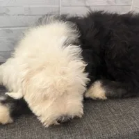 Fred  AKC, a male Old English Sheepdog for sale in Menifee, CA – Photo 7 of 9