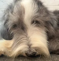 Melvin  AKC, a male Old English Sheepdog for sale in Menifee, CA – 3 of 8