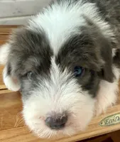 Amos  AKC, a male Old English Sheepdog for sale in Menifee, CA – Photo 6 of 10