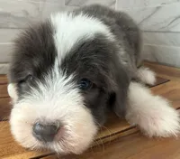 Amos  AKC, a male Old English Sheepdog for sale in Menifee, CA – Photo 3 of 10