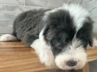 Amos  AKC, a male Old English Sheepdog for sale in Menifee, CA – Photo 9 of 10
