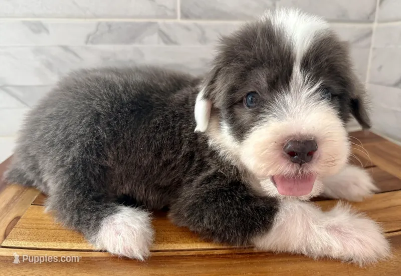 Amos  AKC – Old English Sheepdog puppy for sale in Menifee, CA