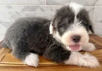 Amos  AKC, a male Old English Sheepdog for sale in Menifee, CA – Photo 1 of 10