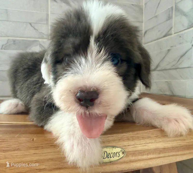 Amos  AKC – Old English Sheepdog puppy for sale in Menifee, CA