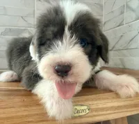 Amos  AKC, a male Old English Sheepdog for sale in Menifee, CA – Photo 2 of 10