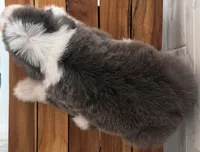 Amos  AKC, a male Old English Sheepdog for sale in Menifee, CA – Photo 4 of 10