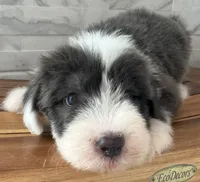 Amos  AKC, a male Old English Sheepdog for sale in Menifee, CA – Photo 7 of 10
