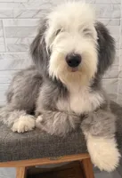 Isabel  AKC, a female Old English Sheepdog for sale in Menifee, CA – 8 of 10