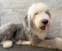 Leo  AKC, a male Old English Sheepdog for sale in Menifee, CA – 8 of 10