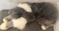 Isabel  AKC, a female Old English Sheepdog for sale in Menifee, CA – 10 of 10