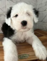 Ida  AKC, a female Old English Sheepdog for sale in Menifee, CA – Photo 3 of 10