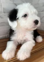 Ida  AKC, a female Old English Sheepdog for sale in Menifee, CA – Photo 1 of 10