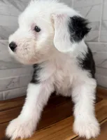 Ida  AKC, a female Old English Sheepdog for sale in Menifee, CA – Photo 4 of 10