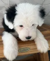 Ida  AKC, a female Old English Sheepdog for sale in Menifee, CA – Photo 7 of 10