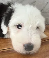 Ida  AKC, a female Old English Sheepdog for sale in Menifee, CA – Photo 2 of 10