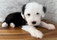 Ida  AKC, a female Old English Sheepdog for sale in Menifee, CA – Photo 10 of 10