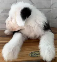 Ida  AKC, a female Old English Sheepdog for sale in Menifee, CA – Photo 8 of 10