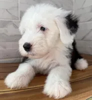 Ida  AKC, a female Old English Sheepdog for sale in Menifee, CA – Photo 5 of 10