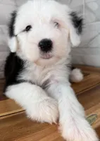 Ida  AKC, a female Old English Sheepdog for sale in Menifee, CA – Photo 6 of 10