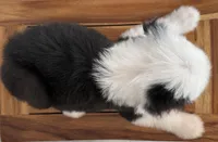 Ida  AKC, a female Old English Sheepdog for sale in Menifee, CA – Photo 9 of 10