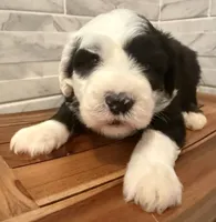 processed/f165b380-c7ad-4696-9fda-fb7e4be7aa88/listing/f556380c-28b7-4ec3-acb9-134433361eb5/9eb6b1c2-118e-4346-b7f2-b457d7483e43