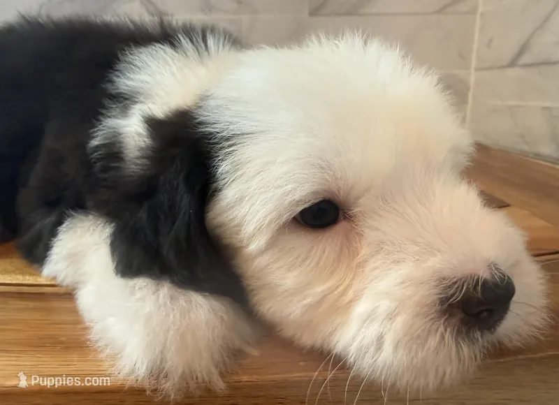 Wilma  AKC – Old English Sheepdog puppy for sale in Menifee, CA