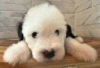 Wilma  AKC, a female Old English Sheepdog for sale in Menifee, CA – Photo 4 of 10