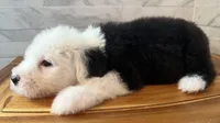 Wilma  AKC, a female Old English Sheepdog for sale in Menifee, CA – Photo 5 of 10