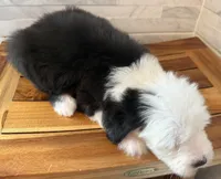 Wilma  AKC, a female Old English Sheepdog for sale in Menifee, CA – Photo 10 of 10