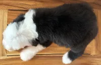 Wilma  AKC, a female Old English Sheepdog for sale in Menifee, CA – Photo 7 of 10