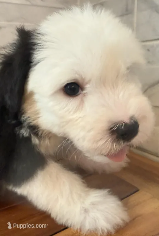 Wilma  AKC – Old English Sheepdog puppy for sale in Menifee, CA