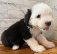 Wilma  AKC, a female Old English Sheepdog for sale in Menifee, CA – Photo 9 of 10