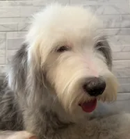 Leo  AKC, a male Old English Sheepdog for sale in Menifee, CA – 6 of 10