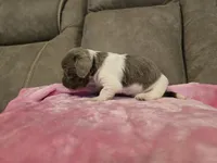 Ivy, a female Miniature Dachshund for sale in Pawnee, OK – 4 of 10