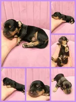 Emily Gilmore, a female Miniature Dachshund for sale in Pawnee, OK – 2 of 2