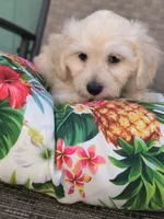 Bella , a female Doxiepoo for sale in Pawnee, OK – 8 of 10