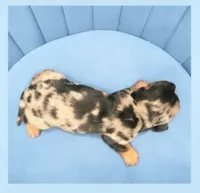 Jess Mariano, a male Miniature Dachshund for sale in Pawnee, OK – 1 of 2