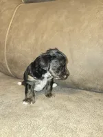 Prince, a male Yorkipoo for sale in Pawnee, OK – 3 of 6