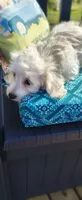 Lexi, a female Doxiepoo for sale in Pawnee, OK – 9 of 10
