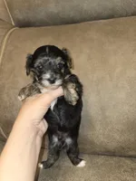 Prince, a male Yorkipoo for sale in Pawnee, OK – 6 of 6