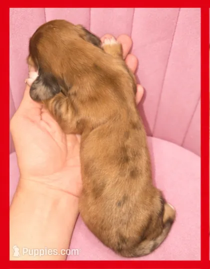 Rory Gilmore – Miniature Dachshund puppy for sale in Pawnee, OK