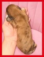 Rory Gilmore, a female Miniature Dachshund for sale in Pawnee, OK – 1 of 2