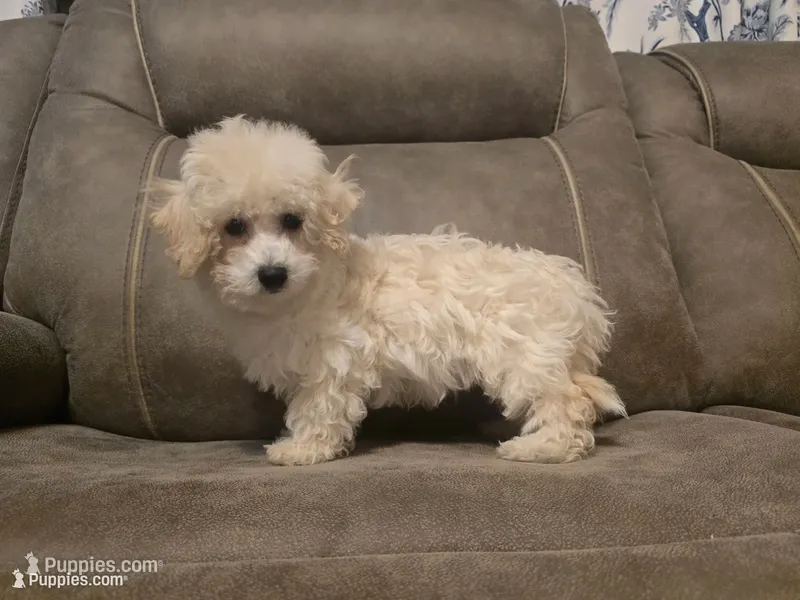 Benedict – Poochon puppy for sale in Pawnee, OK