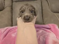 Violet, a female Miniature Dachshund for sale in Pawnee, OK – 8 of 10