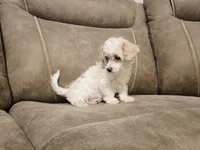 Eloise, a female Bichon Frise and Poodle - Toy  for sale in Pawnee, OK – 3 of 3