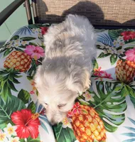 Stella , a female Doxiepoo for sale in Pawnee, OK – 6 of 10