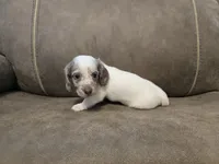 Ollie, a male Miniature Dachshund for sale in Pawnee, OK – 6 of 10