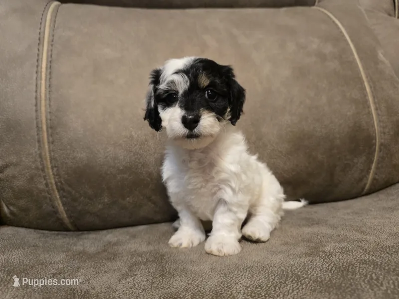 Moana – Doxiepoo puppy for sale in Pawnee, OK