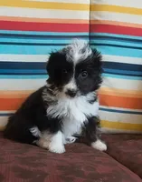 Pogo, a male Miniature Aussiedoodle for sale in Pawnee, OK – Photo 2 of 7